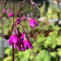 Primula matthioli pekinensis 